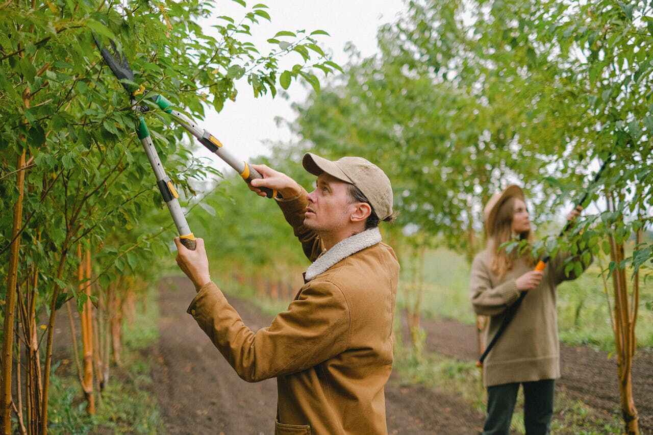 Tree Branch Trimming in El Verano, CA